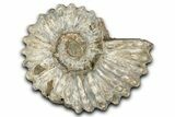Bumpy Ammonite (Douvilleiceras) Fossil - Madagascar #343826-1
